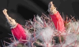Mammillaria pseudoscrippsiana (1).jpg